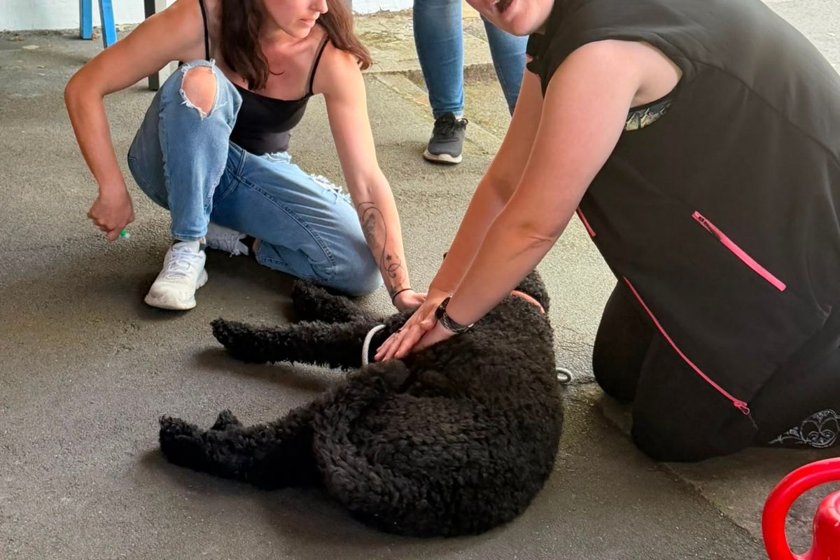 Teilnehmer beim Seminar Erste Hilfe am Hund