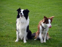 Tamino-&amp;-Snickers