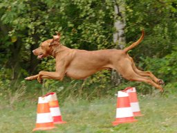 ths_turnier_092011-(103)