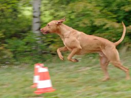 ths_turnier_092011-(43)
