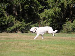 ths-turnier-2026-08-09-51