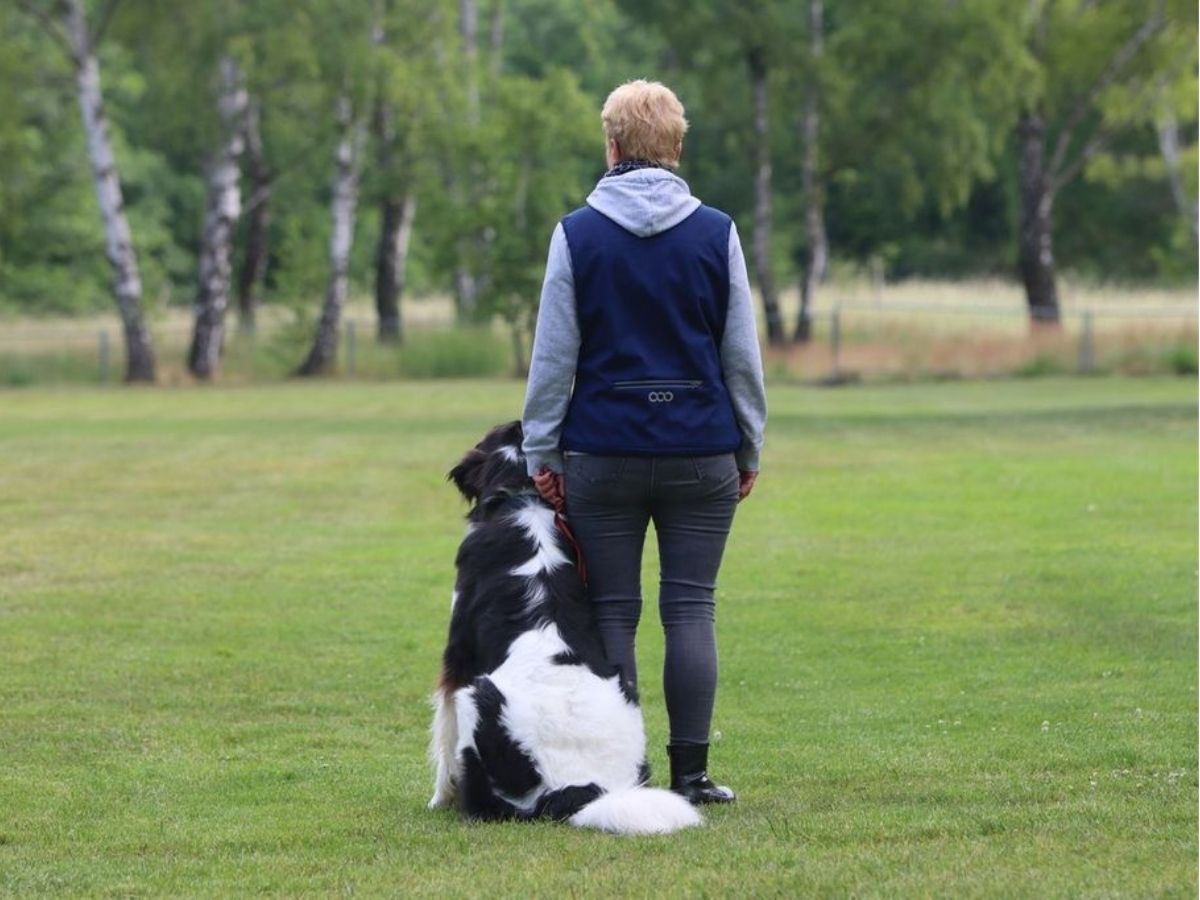 Hund bei einer Gehorsamsübung auf dem Vereinsgelände