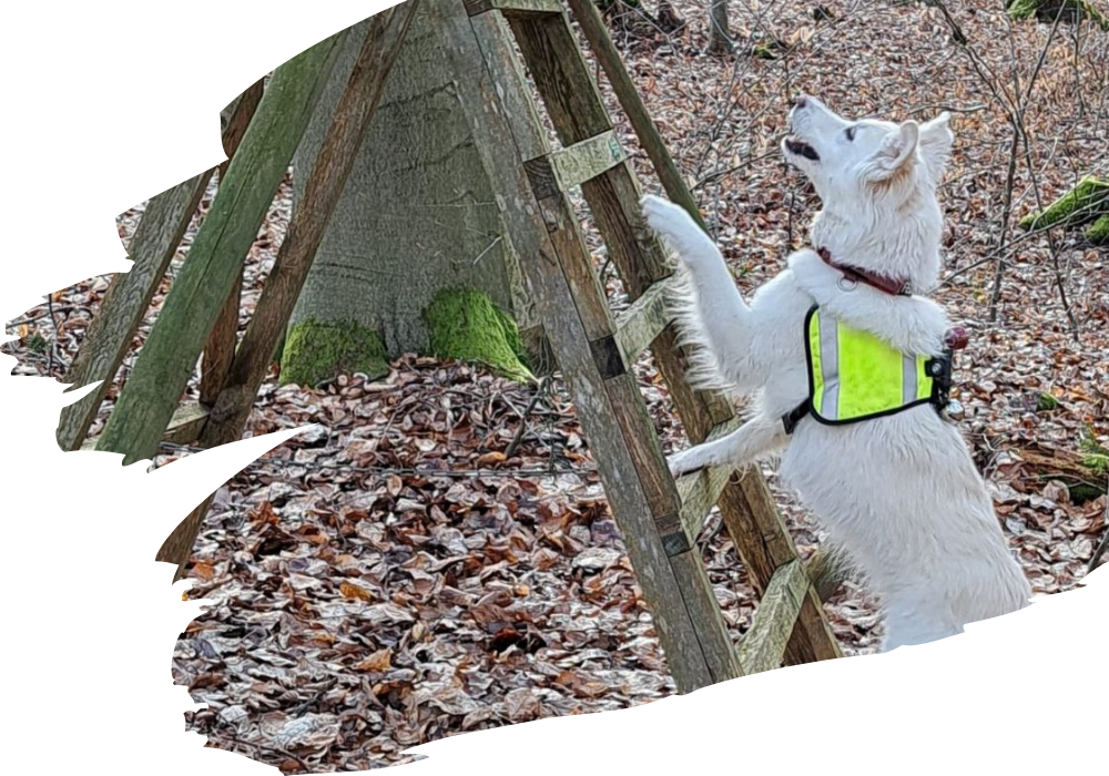 Hund bei der Flächensuche im Gelände