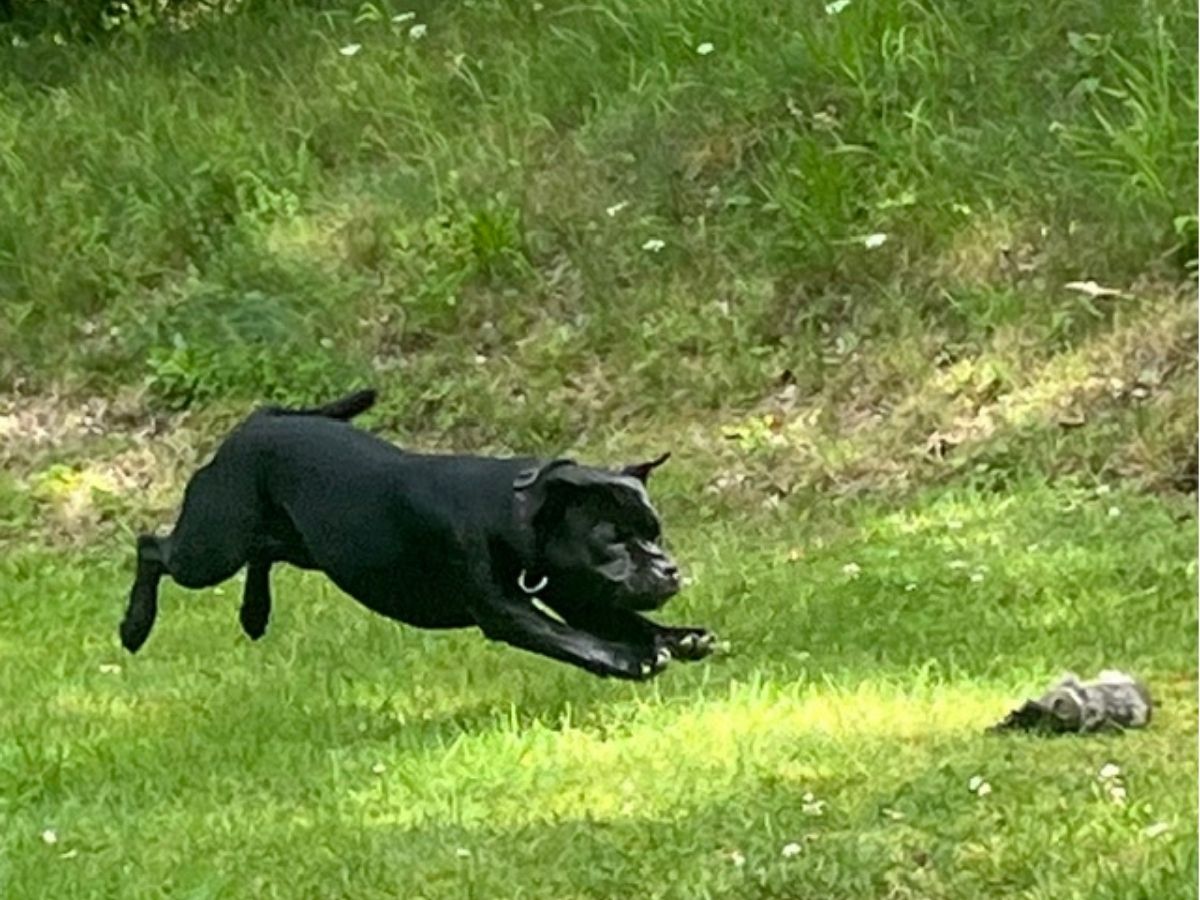 Mensch-Hund-Team bei der Fußarbeit im Obedience