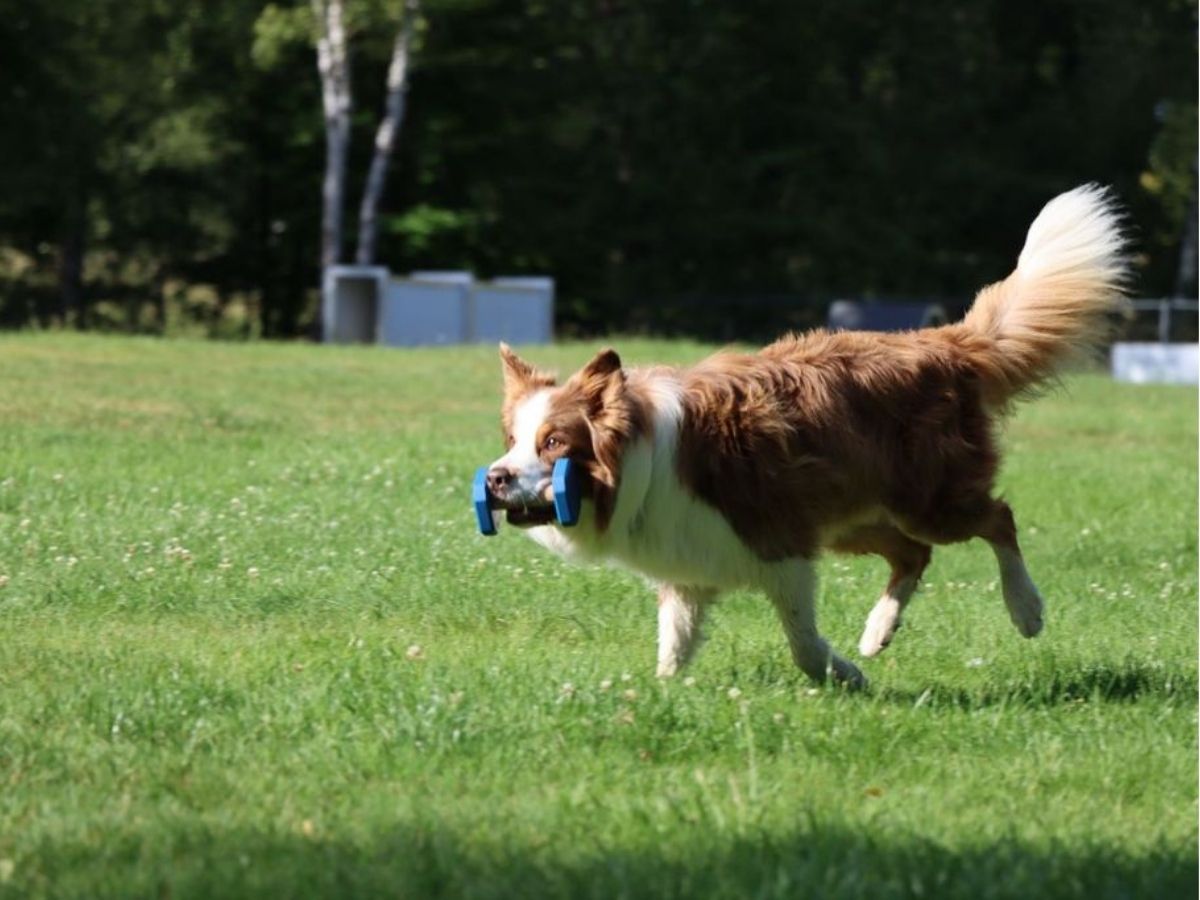 Hund bei einer Obedience-Übung auf dem Vereinsgelände