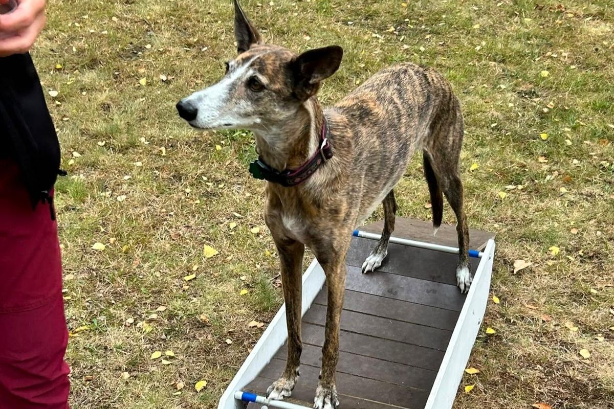 Mensch-Hund-Team bei einer Übung in der Seniorengruppe