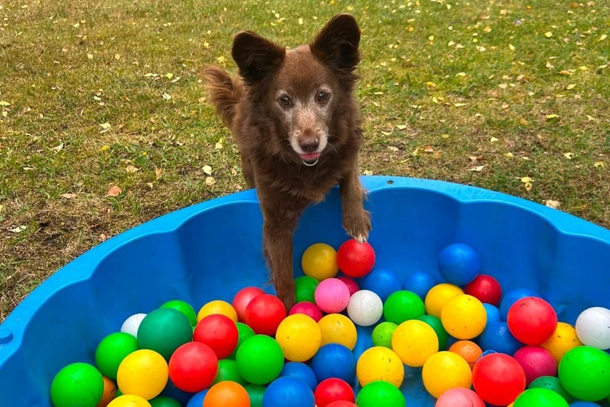 Ruhige Konzentrationsübung mit einem Hund