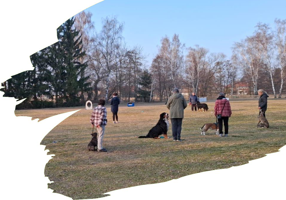 Seniorenhund beim gemeinsamen Training des SGV Langelsheim