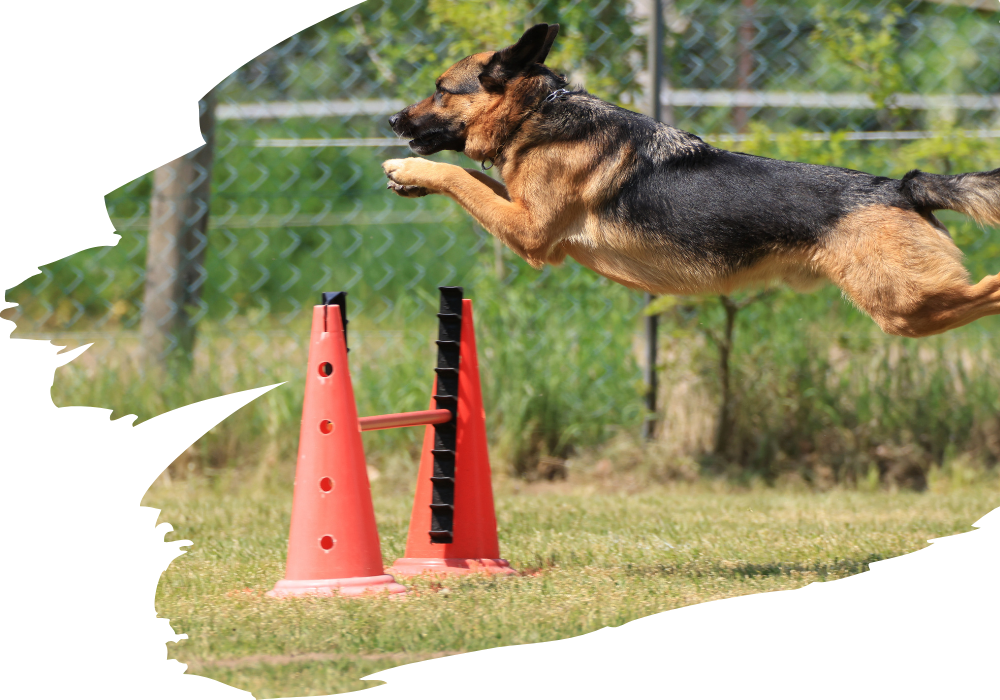 Mensch-Hund-Team beim Turnierhundesport des SGV Langelsheim