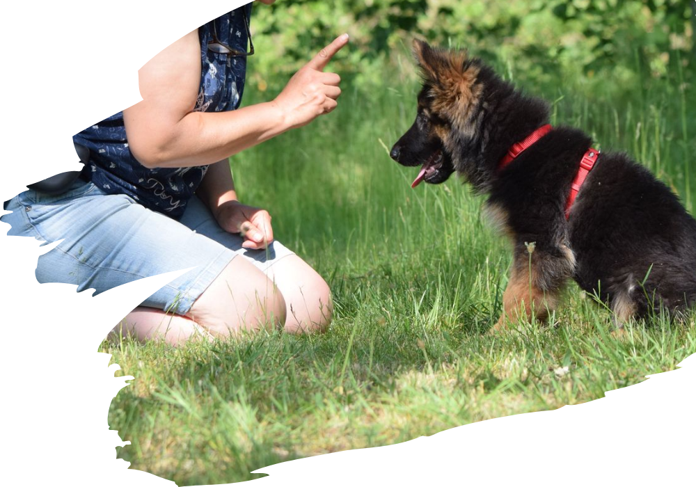 Welpen beim gemeinsamen Training des SGV Langelsheim