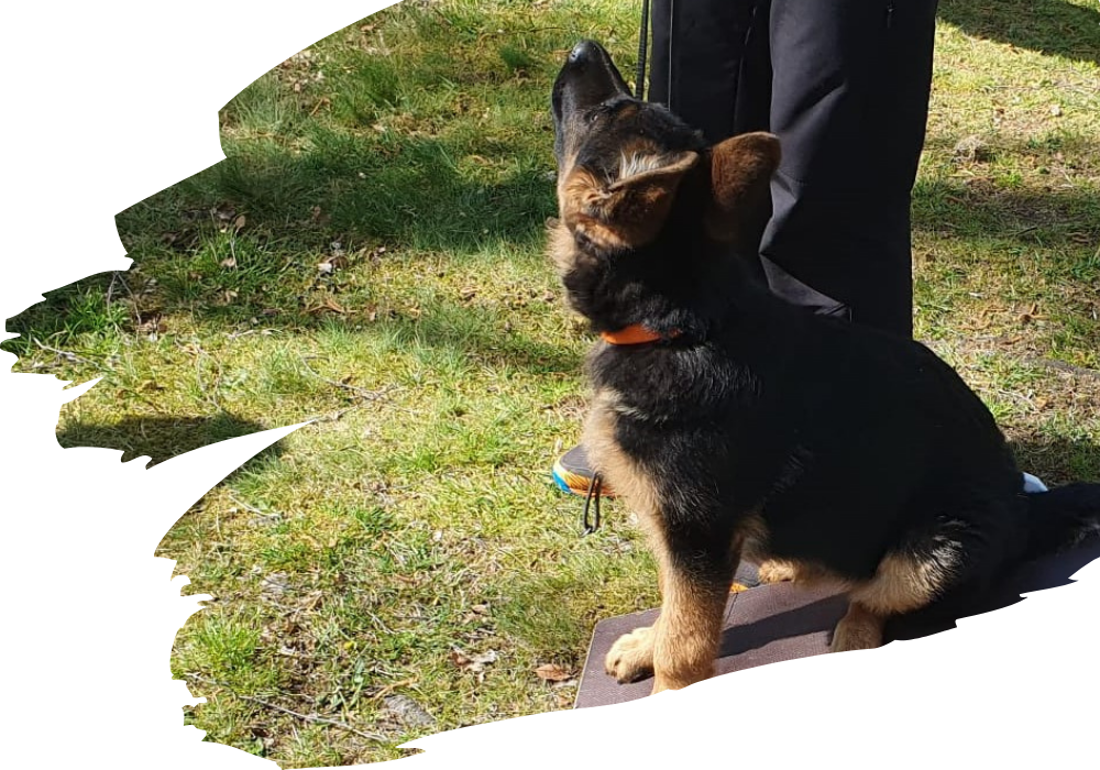 Hundesport und gemeinsames Training beim SGV Langelsheim